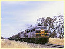 4457,42106,Junee
