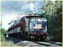 K183,Bittern