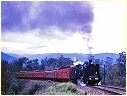 N468,Healsville