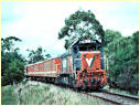 P18,Leongatha,Ruby