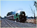 3801,Violet Town